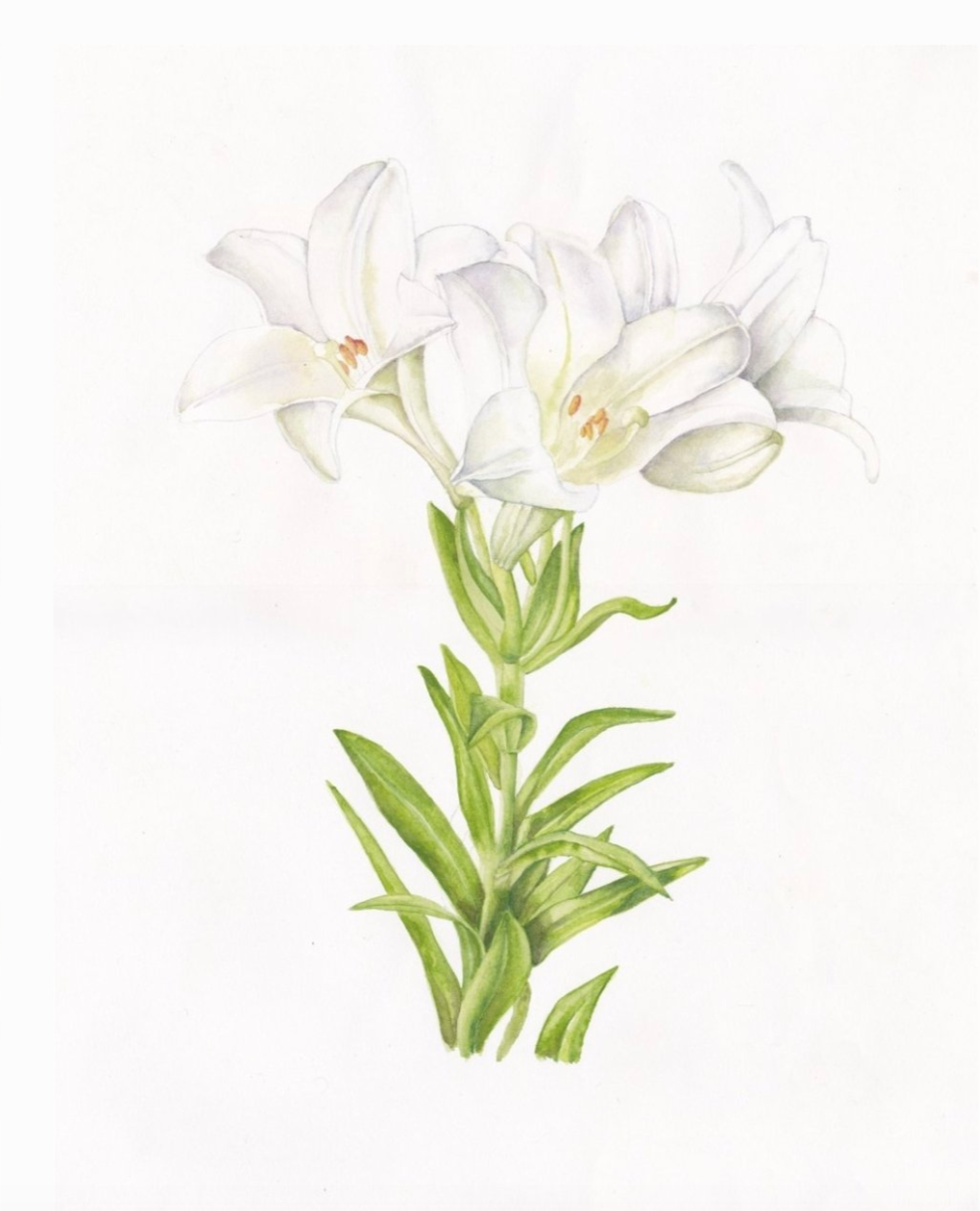 Enchanted Florals Medium Silk Scarf