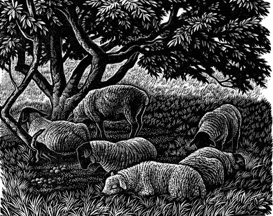 'Noonday Shade' Wood Engraving - Framed